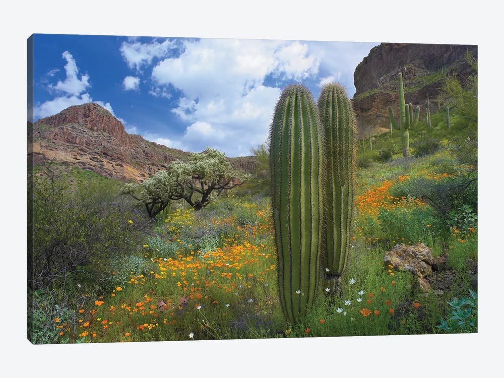 Saguaro Amid Flowering Lupine, California Brittlebush, Organ Pipe Cactus National Monument, Arizona And Desert Golden Poppies II by Tim Fitzharris 1-piece Canvas Print