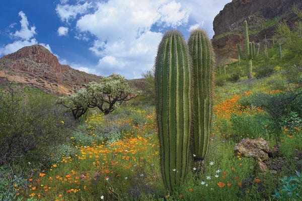 Arizona: Saguaro Amid Flowering Lupine II, California Brittlebush, Organ Pipe Cactus National Monument, Arizona And Desert Golden Poppies by Tim Fitzharris