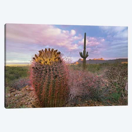 Saguaro And Giant Barrel Cactus With Panther And Safford Peaks In Distance, Saguaro National Park, Arizona Canvas Print #TFI927} by Tim Fitzharris Canvas Artwork