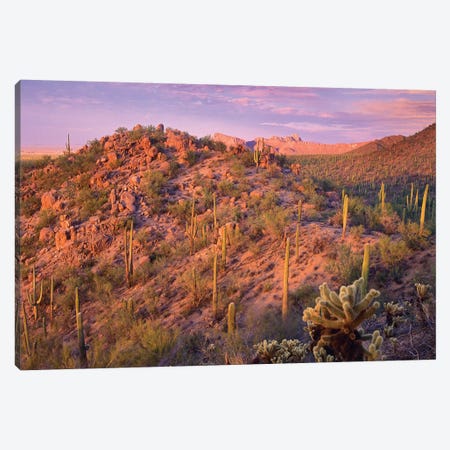 Saguaro And Teddybear Cholla Cacti Covering Panther And Safford Peaks, Saguaro National Park, Arizona Canvas Print #TFI928} by Tim Fitzharris Canvas Art Print