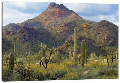 Saguaro And Teddybear Cholla, Arizona Amid Flowering Lupine And California Brittlebush I Canvas Art Print - Desert Landscape Photography