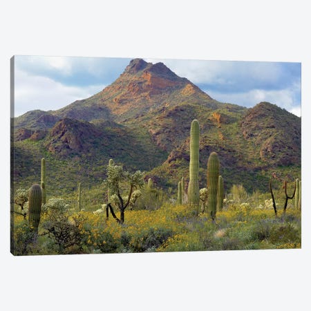 Saguaro And Teddybear Cholla, Arizona Amid Flowering Lupine And California Brittlebush I Canvas Print #TFI929} by Tim Fitzharris Canvas Art Print