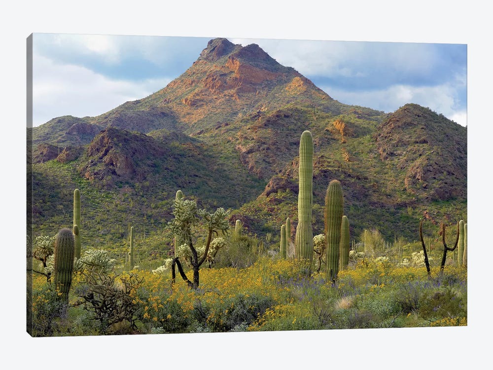 Saguaro And Teddybear Cholla, Arizona Amid Flowering Lupine And California Brittlebush I by Tim Fitzharris 1-piece Canvas Art Print