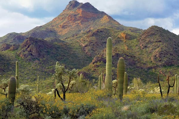 Minden Pictures: Saguaro And Teddybear Cholla, Arizona Amid Flowering Lupine And California Brittlebush I by Tim Fitzharris