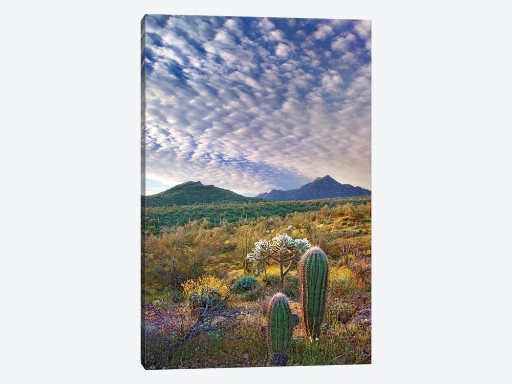 Saguaro And Teddybear Cholla, Arizona Amid Flowering Lupine And California Brittlebush II by Tim Fitzharris 1-piece Art Print