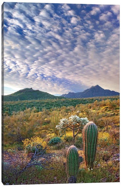 Saguaro And Teddybear Cholla, Arizona Amid Flowering Lupine And California Brittlebush II Canvas Art Print - Cactus Art