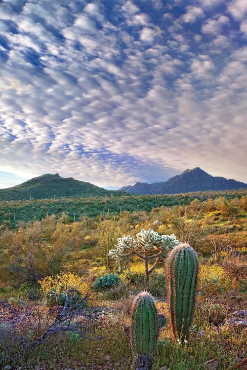 Saguaro And Teddybear Cholla, Arizona Amid Flowering Lupine And California Brittlebush II