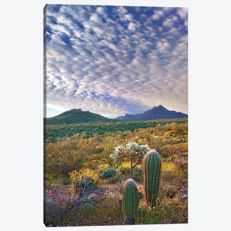 Saguaro And Teddybear Cholla, Arizona Amid Flowering Lupine And California Brittlebush II Canvas Print #TFI930} by Tim Fitzharris Canvas Art