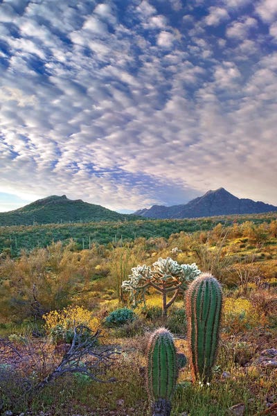 Arizona: Saguaro And Teddybear Cholla, Arizona Amid Flowering Lupine And California Brittlebush II by Tim Fitzharris