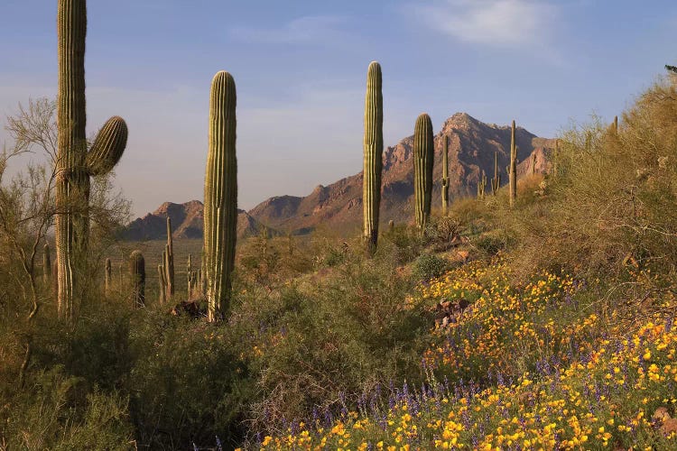 Saguaro Cacti And California Poppy Field At Picacho Peak State Park, Arizona