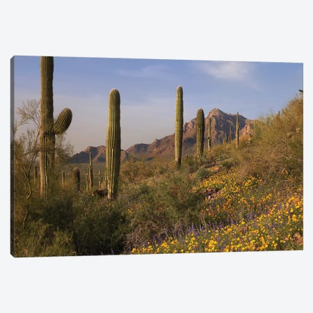 Saguaro Cacti And California Poppy Field At Picacho Peak State Park, Arizona Canvas Print #TFI931} by Tim Fitzharris Canvas Art