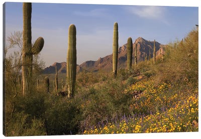 Saguaro Cacti And California Poppy Field At Picacho Peak State Park, Arizona Canvas Art Print - Saguaro National Park