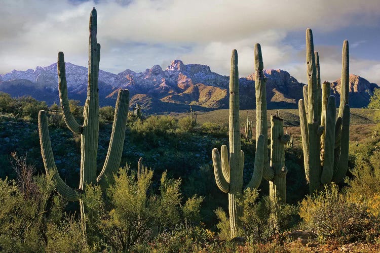 Saguaro Cacti And Santa Catalina Mountains, Arizona