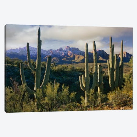 Saguaro Cacti And Santa Catalina Mountains, Arizona Canvas Print #TFI932} by Tim Fitzharris Canvas Art