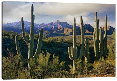 Saguaro Cacti And Santa Catalina Mountains, Arizona Canvas Art Print - National Park Art