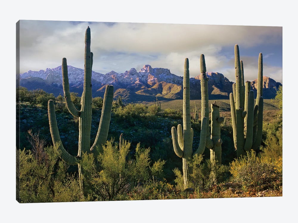Saguaro Cacti And Santa Catalina Mountains, Arizona by Tim Fitzharris 1-piece Art Print