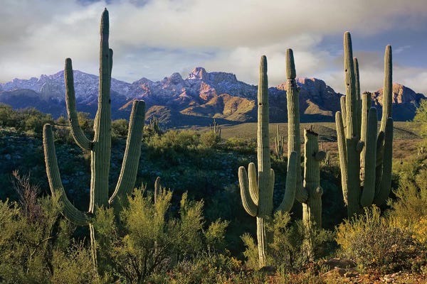 Tim Fitzharris: Saguaro Cacti And Santa Catalina Mountains, Arizona by Tim Fitzharris