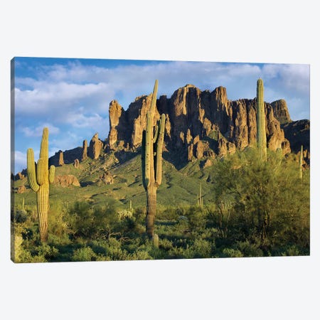 Saguaro Cacti And Superstition Mountains, Lost Dutchman State Park, Arizona I Canvas Print #TFI933} by Tim Fitzharris Canvas Art