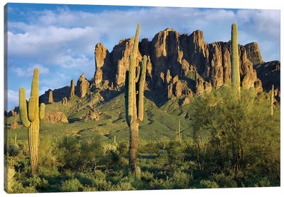 Saguaro Cacti And Superstition Mountains, Lost Dutchman State Park, Arizona I Canvas Art Print - Saguaro National Park