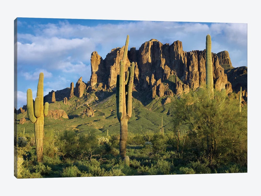 Saguaro Cacti And Superstition Mountains, Lost Dutchman State Park, Arizona I by Tim Fitzharris 1-piece Canvas Wall Art