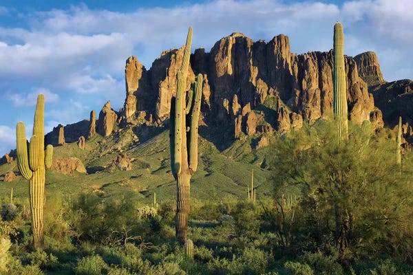 Succulents: Saguaro Cacti And Superstition Mountains, Lost Dutchman State Park, Arizona I by Tim Fitzharris