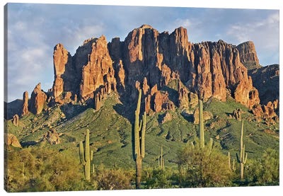 Saguaro Cacti And Superstition Mountains, Lost Dutchman State Park, Arizona II Canvas Art Print - Tim Fitzharris