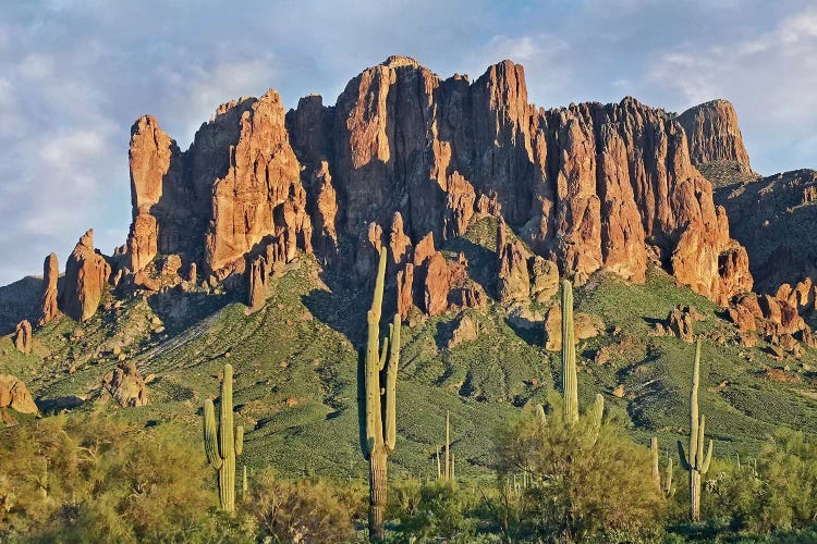 Saguaro Cacti And Superstition Mountains, Lost Dutchman State Park, Arizona II