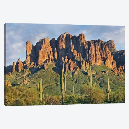 Saguaro Cacti And Superstition Mountains, Lost Dutchman State Park, Arizona II Canvas Print #TFI934} by Tim Fitzharris Canvas Print