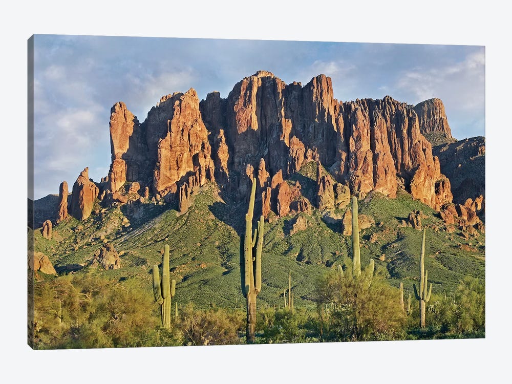 Saguaro Cacti And Superstition Mountains, Lost Dutchman State Park, Arizona II by Tim Fitzharris 1-piece Canvas Print