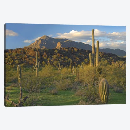 Saguaro Cacti, Picacho Mountains, Picacho Peak State Park, Arizona Canvas Print #TFI936} by Tim Fitzharris Canvas Art Print
