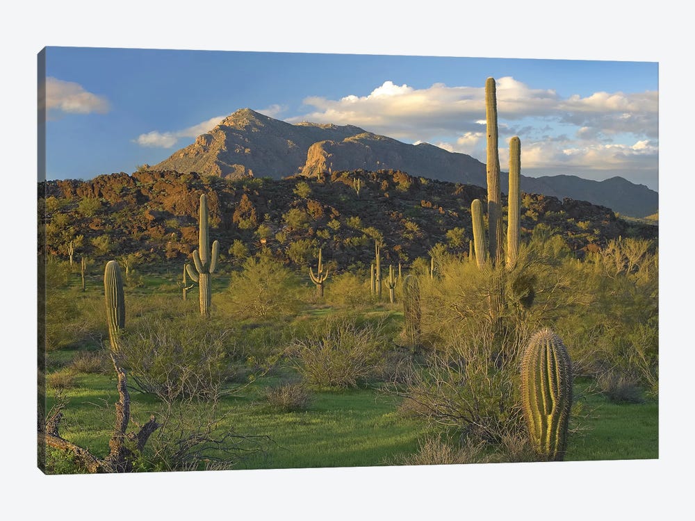 Saguaro Cacti, Picacho Mountains, Picacho Peak State Park, Arizona by Tim Fitzharris 1-piece Canvas Art Print