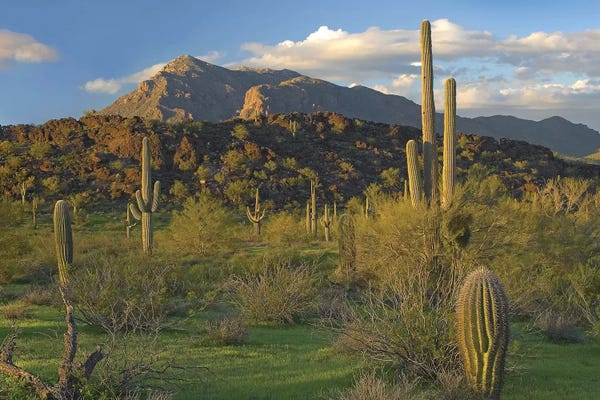 Cacti: Saguaro Cacti, Picacho Mountains, Picacho Peak State Park, Arizona by Tim Fitzharris