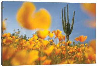 Saguaro Cactus And California Poppy Field At Gonzales Pass, Tonto National Forest, Arizona Canvas Art Print - Saguaro National Park