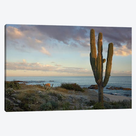 Saguaro Cactus At Beach, Cabo San Lucas, Mexico Canvas Print #TFI938} by Tim Fitzharris Canvas Artwork