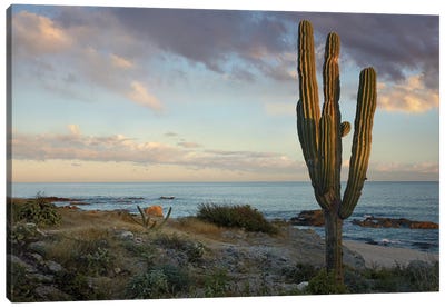 Saguaro Cactus At Beach, Cabo San Lucas, Mexico Canvas Art Print - Tim Fitzharris