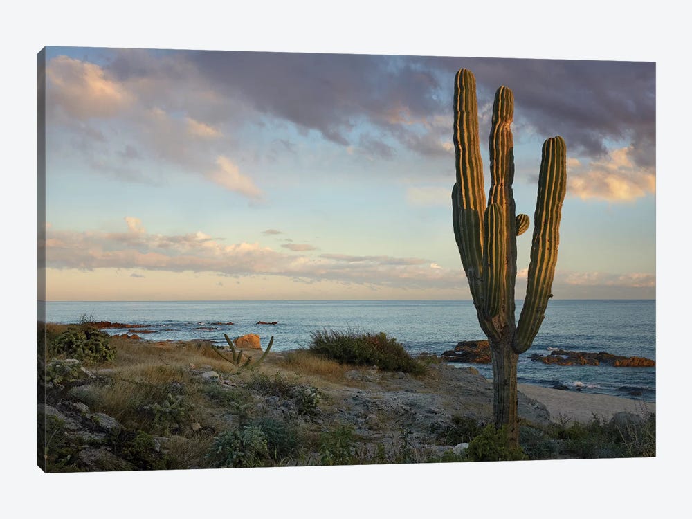 Saguaro Cactus At Beach, Cabo San Lucas, Mexico by Tim Fitzharris 1-piece Canvas Art Print