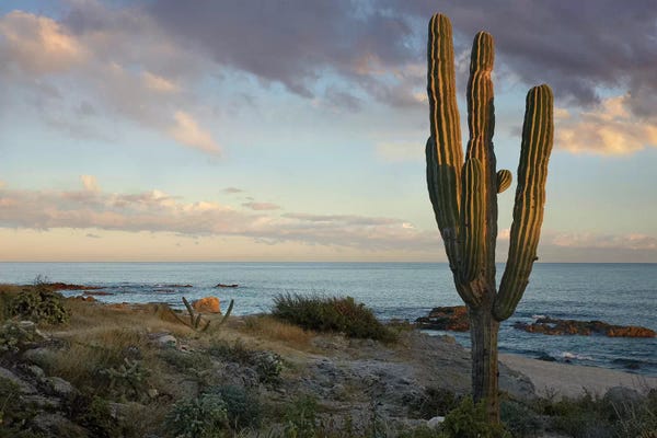 Saguaro National Park: Saguaro Cactus At Beach, Cabo San Lucas, Mexico by Tim Fitzharris