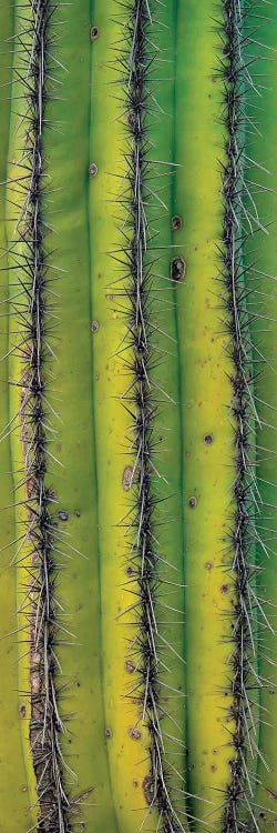 Saguaro Cactus Close Up Of Trunk And Spines, North America