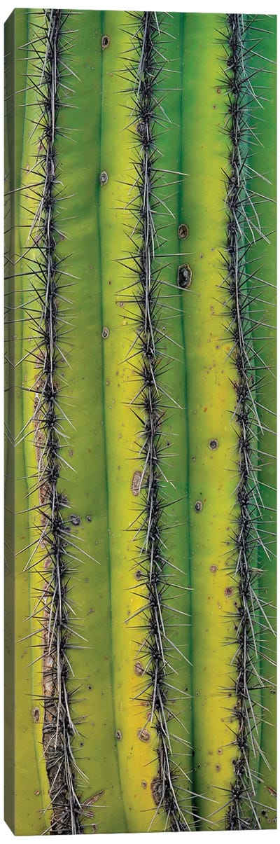 Saguaro Cactus Close Up Of Trunk And Spines, North America Canvas Art Print - Nature Close-Up Art