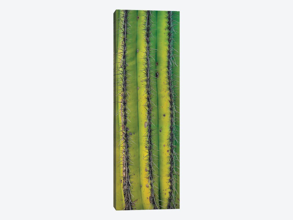Saguaro Cactus Close Up Of Trunk And Spines, North America by Tim Fitzharris 1-piece Canvas Art