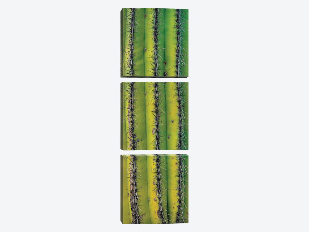 Saguaro Cactus Close Up Of Trunk And Spines, North America by Tim Fitzharris 3-piece Canvas Artwork