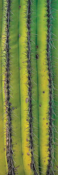 Saguaro National Park: Saguaro Cactus Close Up Of Trunk And Spines, North America by Tim Fitzharris