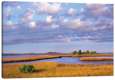 Saltwater Marshes At Cedar Key, Florida Canvas Art Print - Florida Art