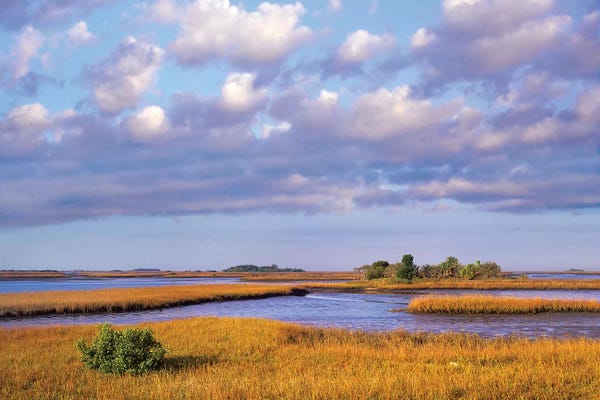 Florida: Saltwater Marshes At Cedar Key, Florida by Tim Fitzharris