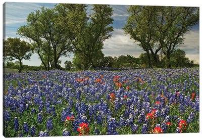 Sand Bluebonnet And Indian Paintbrush Flowers In Bloom, Hill Country, Texas Canvas Art Print - Places