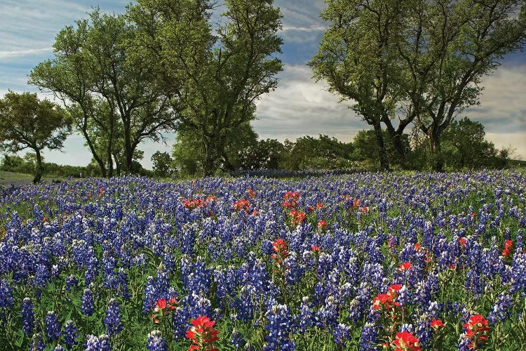 Sand Bluebonnet And Indian Paintbrush Flowers In Bloom, Hill Country, Texas