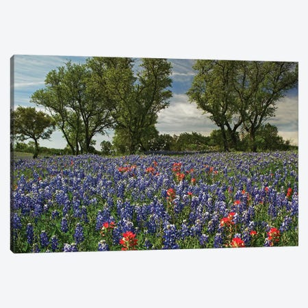 Sand Bluebonnet And Indian Paintbrush Flowers In Bloom, Hill Country, Texas Canvas Print #TFI942} by Tim Fitzharris Canvas Art Print
