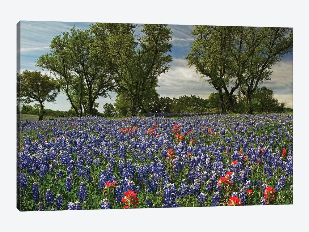 Sand Bluebonnet And Indian Paintbrush Flowers In Bloom, Hill Country, Texas by Tim Fitzharris 1-piece Canvas Wall Art
