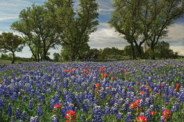 Country: Sand Bluebonnet And Indian Paintbrush Flowers In Bloom, Hill Country, Texas by Tim Fitzharris