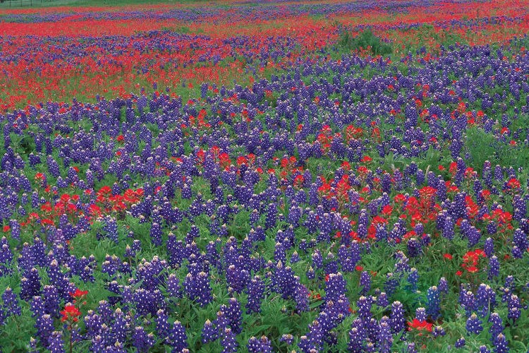 Sand Bluebonnet And Paintbrush Flowers, Hill Country, Texas I